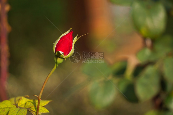 花园里浪漫的红玫瑰花朵图片