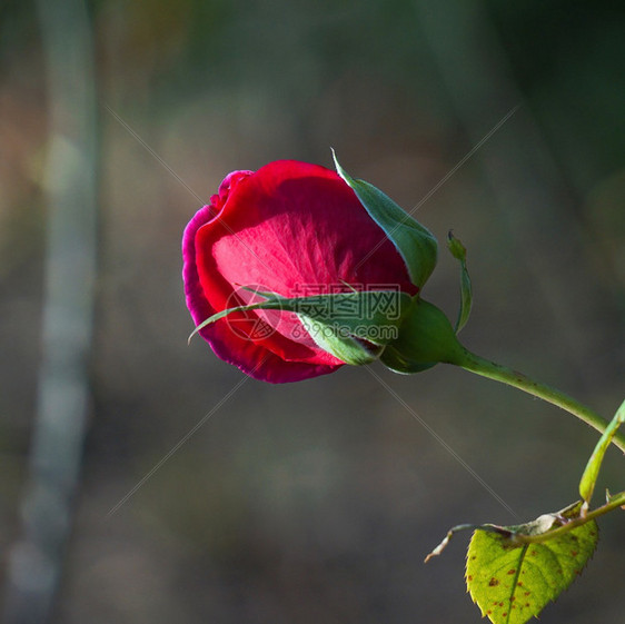花园中美丽的红玫瑰花朵图片