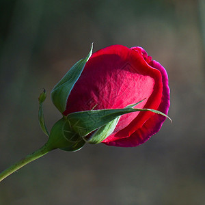 花园中美丽的红玫瑰花朵图片