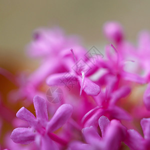 花园中美丽的粉红色花朵背景图片