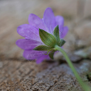 花园里浪漫的紫色花朵图片