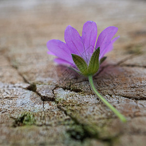 自然中的浪漫紫色花朵图片