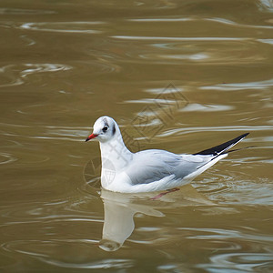 公园湖边的白海鸥图片