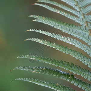 绿色植物叶质的抽象绿色植物叶质图片