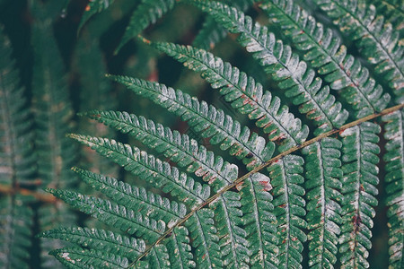 绿色植物叶质的抽象绿色植物叶质图片