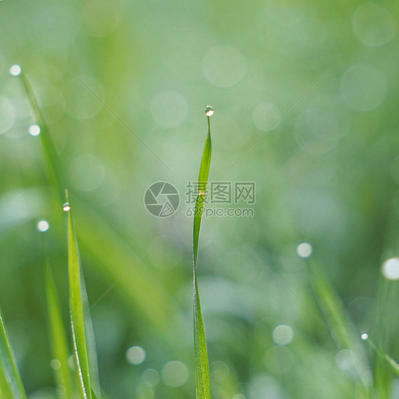 园里的绿草原上有雨滴图片