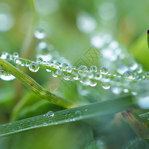 草原上叶子上的雨滴特写镜头图片