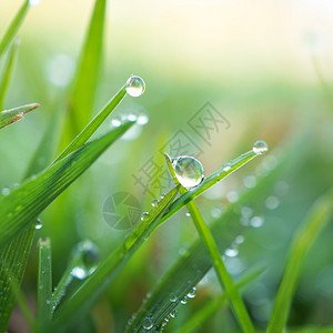 叶子上的露水近景特写图片