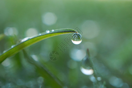 绿草地上的雨滴图片