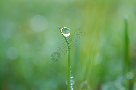 园里的绿草原上有雨滴图片