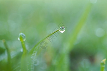 园里的绿草原上有雨滴图片