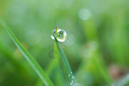 自然界的绿草原上有雨滴图片