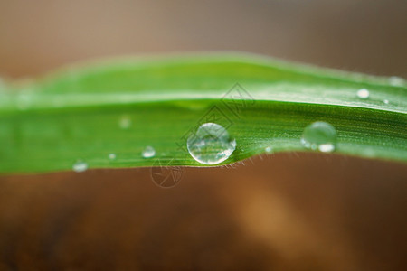 翠绿的植物上有雨滴图片