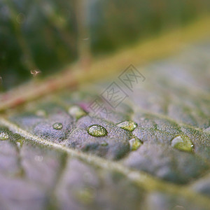 树叶矢量绿植物叶质背景