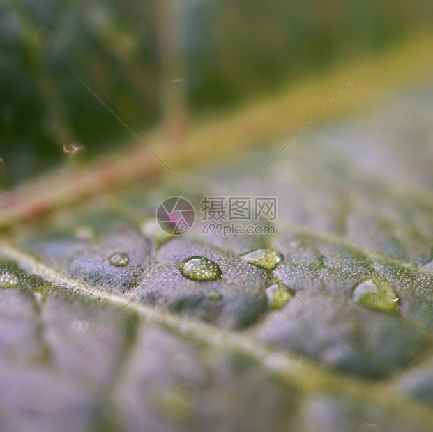 绿植物叶质图片