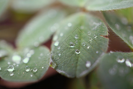 植物上有雨滴图片