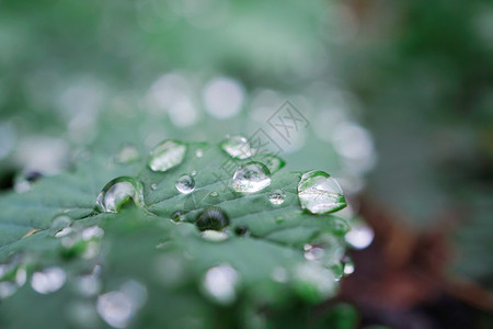 树叶矢量自然界中的绿植物叶上雨滴背景