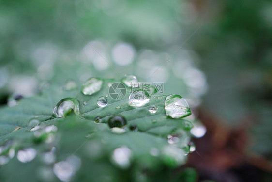 自然界中的绿植物叶上雨滴图片