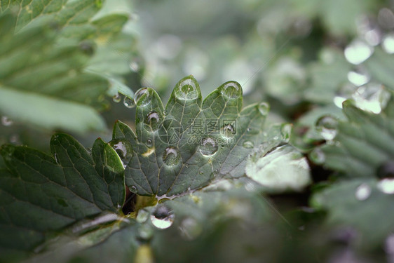 翠绿的植物上有雨滴图片