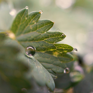 翠绿的植物上有雨滴图片
