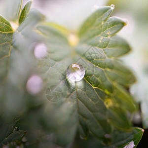 植物上有雨滴图片