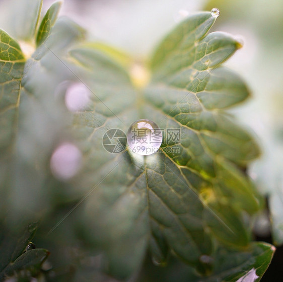 植物上有雨滴图片