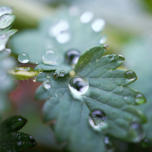 园里的绿树叶上有雨滴图片