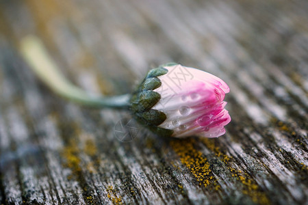 浪漫菊花图片