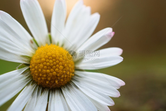 花园里的白菊图片