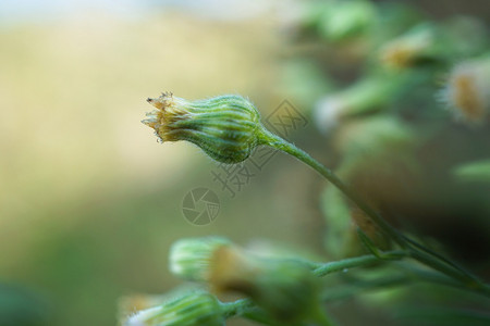 在大自然中的花园里种植绿图片