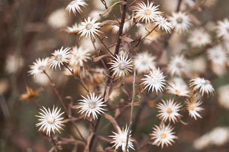 在园中植花图片