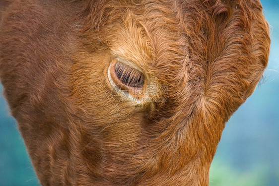 棕牛眼图片
