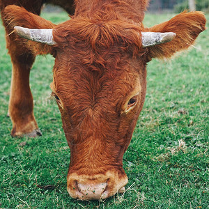 自然界中优雅的棕褐牛肖像图片