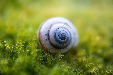 自然中的绿色植物上小白蜗牛图片