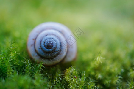 自然中的绿色植物上小白蜗牛图片
