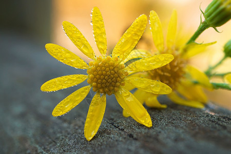 花园中浪漫的黄色花朵瓣装饰图片