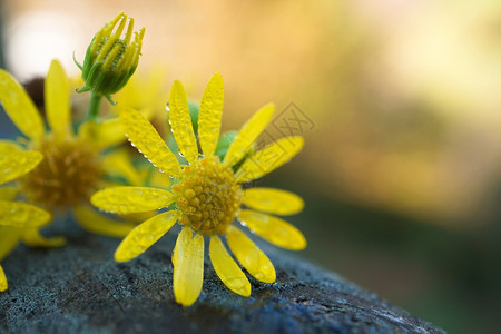 花园中浪漫的黄色花朵瓣装饰图片