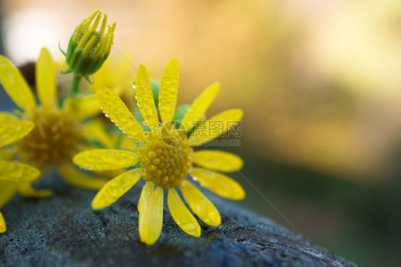 花园中浪漫的黄色花朵瓣装饰图片