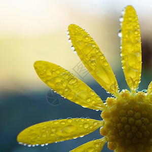 花园中浪漫的黄色花朵瓣装饰图片