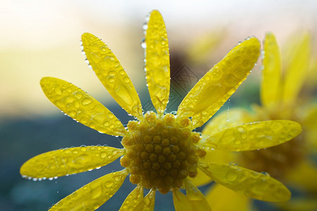 花园中浪漫的黄色花朵瓣装饰图片