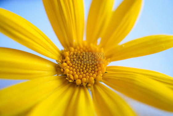 花园中浪漫的黄色花朵瓣装饰图片