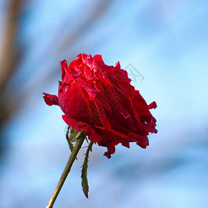 花园里浪漫的红玫瑰花朵图片