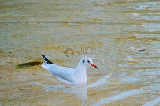 湖水中的白海鸥图片