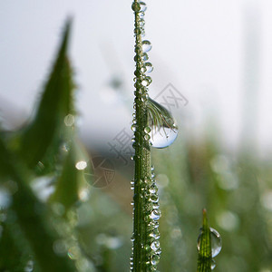 绿草上滴水图片