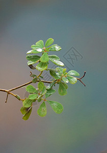 园里的绿植物图片