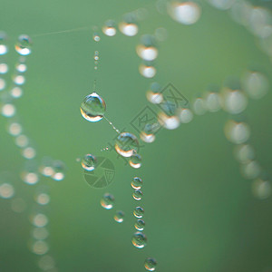 在自然界的蜘蛛网上闪发光的滴图片