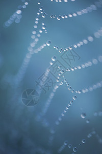 自然界蜘蛛网上的雨滴图片
