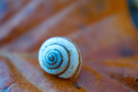 植物上的小白蜗牛图片