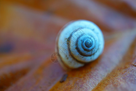 植物上的小白蜗牛图片