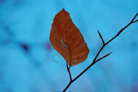 自然中的棕树叶图片
